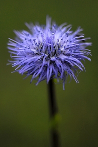 Bergskrabba, Globularia vulgaris