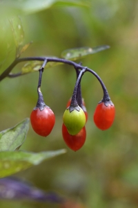 Besksöta, Solanum dulcamara
