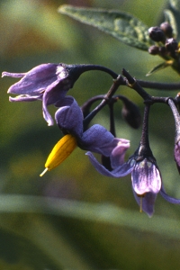 Besksöta, Solanum dulcamara