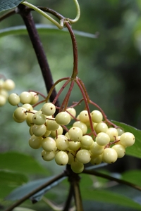 Björkolvon, Viburnum betulifolium