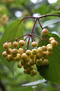 Björkolvon, Viburnum betulifolium