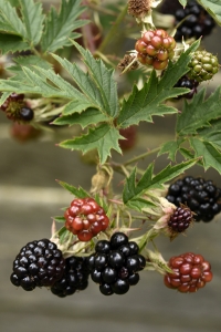 Flikbjörnbär, Rubus laciniatus, björnbär