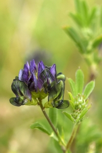 Blålusern, Medicago sativa ssp. sativa, alfalfa