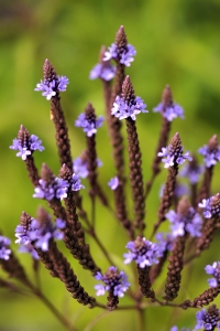 Blåverbena, Verbena hastata