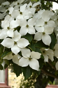 Blomsterkornell, Cornus kousa var. chinensis