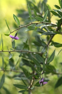 Bocktörne, Lycium barbarum, Goji