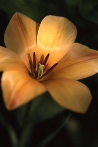 Bokharatulpan 'Yellow Jewel', Tulipa linifolia