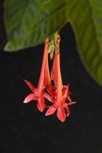 Boliviafuchsia, Fuchsia boliviana, Boliviansk fuchsia