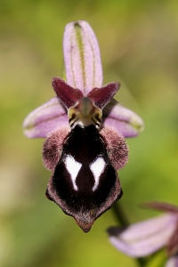 Brunvit ofrys, Ophrys reinholdii