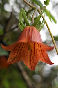Kanarieklocka, Canarina canariensis