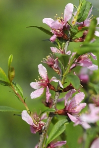 Dvärgmandel, Prunus tenella, Mandelbuske