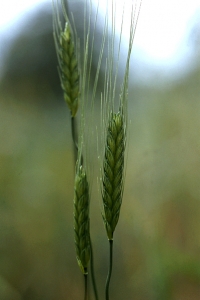 Enkornsvete, Triticum monococcum, Einkorn