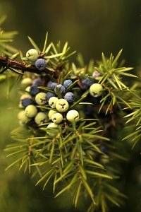 En, Juniperus communis