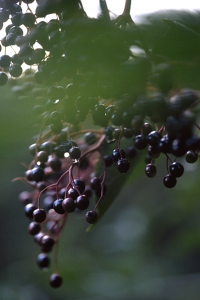Fläder, Sambucus nigra