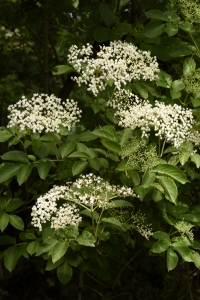 Fläder, Sambucus nigra