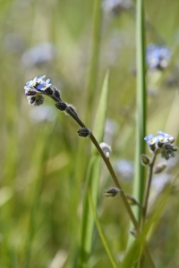 Backförgätmigej, Myosotis ramosissima, förgätmigej