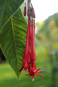 Boliviafuchsia, Fuchsia boliviana, Fuchsia corymbiflora
