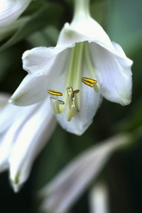 Funkia, Hosta
