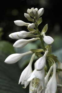 Funkia, Hosta