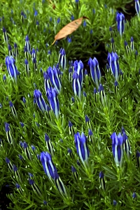Gentiana 'Berrybank Sky'