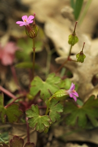 Glansnäva, Geranium lucidum