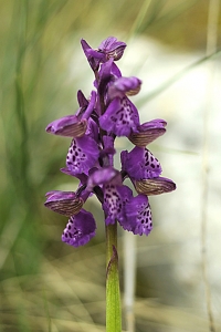 Göknycklar, Anacamptis morio, Orchis morio