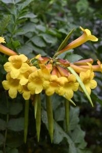 Gul trumpetbuske, Tecoma stans
