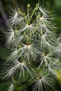 Habenaria medusa
