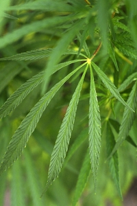 Hampa, Cannabis sativa