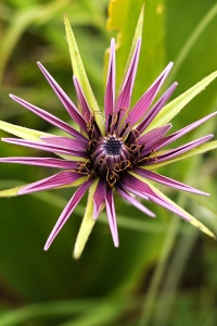 Äkta haverrot, Tragopogon porrifolius