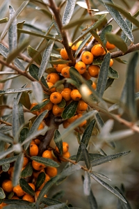 Havtorn, Hippophaë rhamnoides