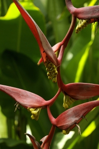 Heliconia collinsiana
