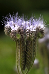 Honungsfacelia, Phacelia tanacetifolia