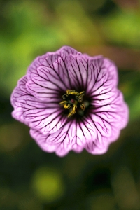 Jordnäva, Geranium cinereum