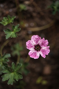 Jordnäva, Geranium cinereum