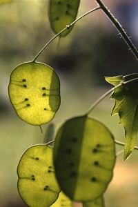 Judaspenningar, Lunaria annua