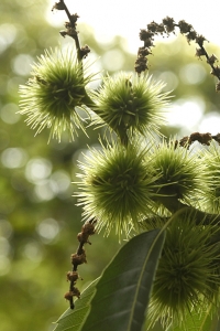 Äkta kastanj, Castanea sativa