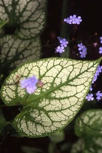 Kaukasisk förgätmigej, 'Jack Frost', Brunnera macrophylla