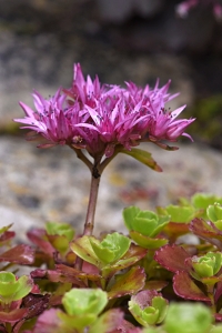 Kaukasiskt fetblad, Phedimus spurius, Sedum spurium