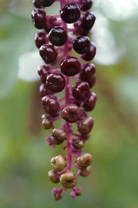 Amerikanskt kermesbär, Phytolacca americana
