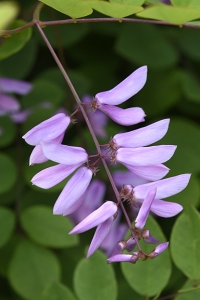 Kinaindigo, Indigofera kirilowii