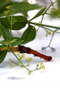 Krapp, Rubia tinctorum