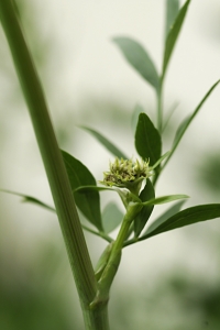 Libbsticka, Levisticum officinale
