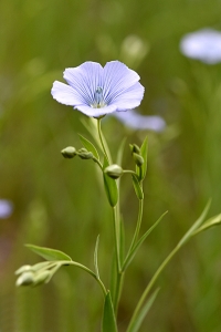 Lin, Linum usitatissimum