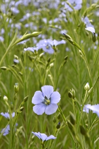 Lin, Linum usitatissimum