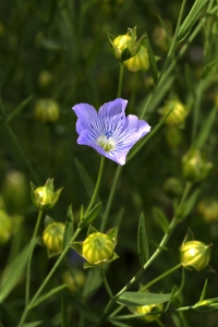 Lin, Linum usitatissimum, Lin 'Blue Dress'