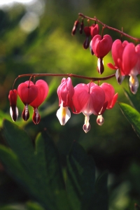 Löjtnantshjärta, Lamprocapinos spectabilis, blomsterlyra