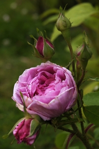 Ros, Madame Boll, Comte de Chambord