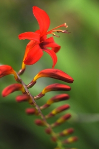 Montbretia `Lucifer`, Crocosmia crocosmiiflora