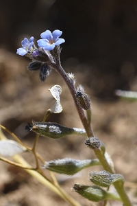 Myosotis refracta